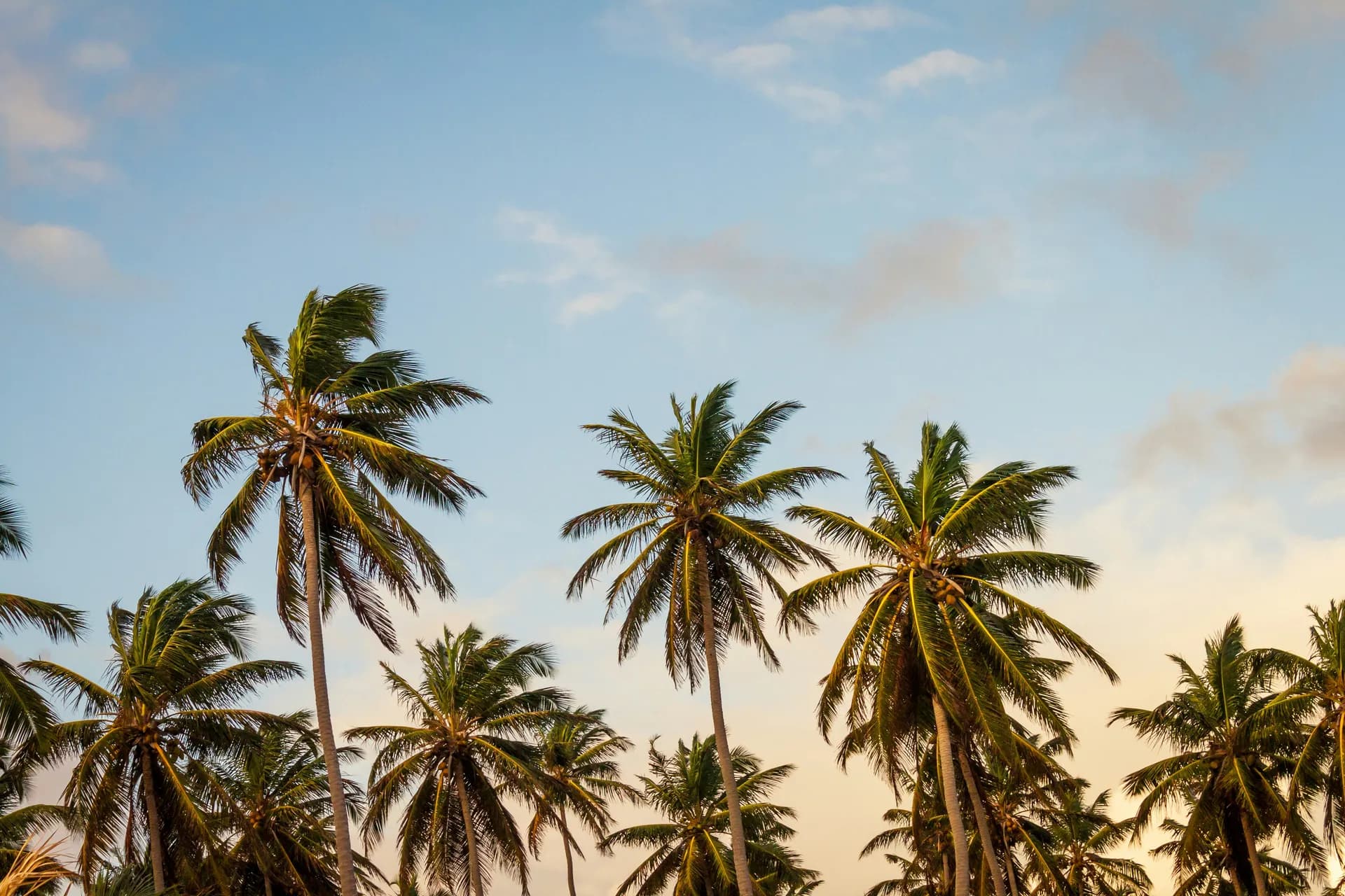 Punta Cana - All Inclusive