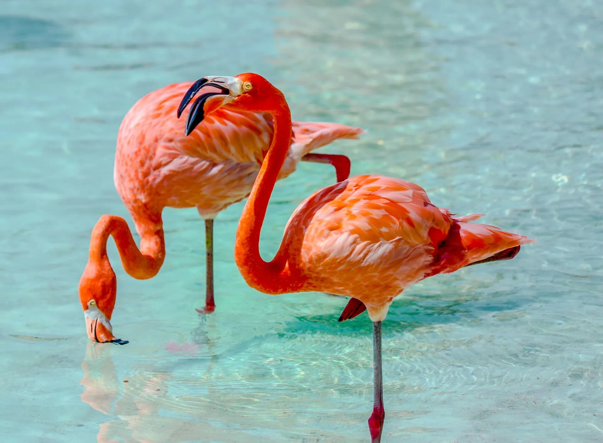 Aruba - 5